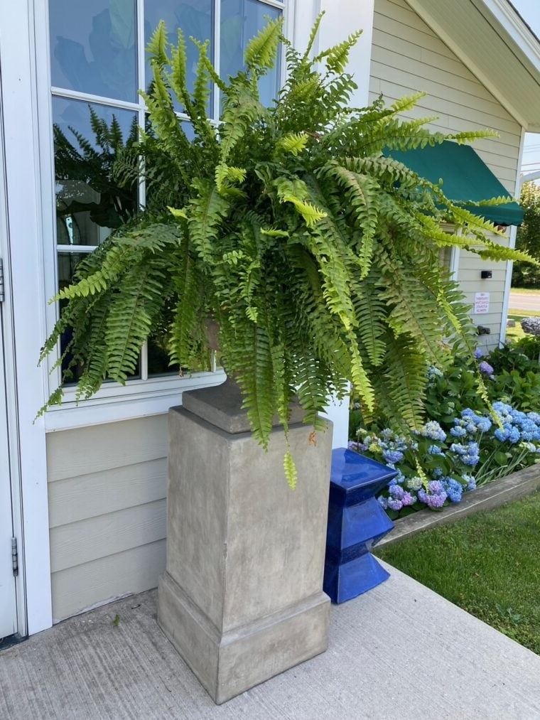 Artificial Boston Fern Bundle 18 Pack with UV Protection and Water  Shedding
